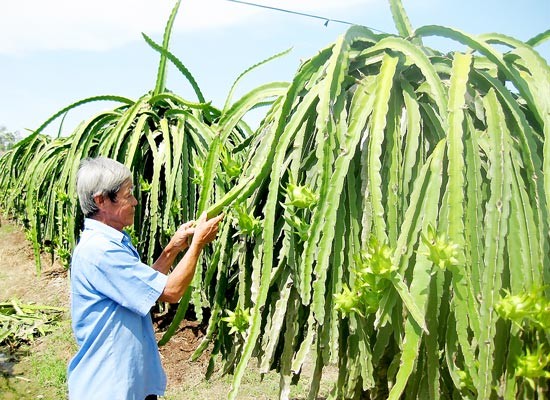 The man at his dragon fruit orchard in the Mekong Delta, the fruit is one of major export items of Long An province (Photo: SGGP) The man at his dragon fruit orchard in the Mekong Delta, the fruit is one of major export items of Long An province (Photo: SGGP)